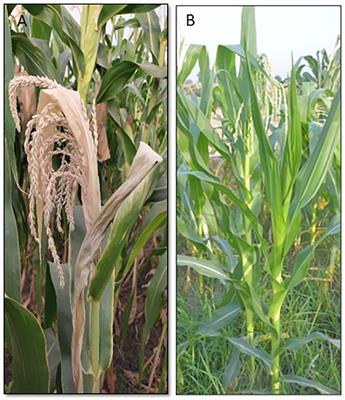 Transcriptional dynamics of maize leaves, pollens and ovules to gain insights into heat stress-related responses